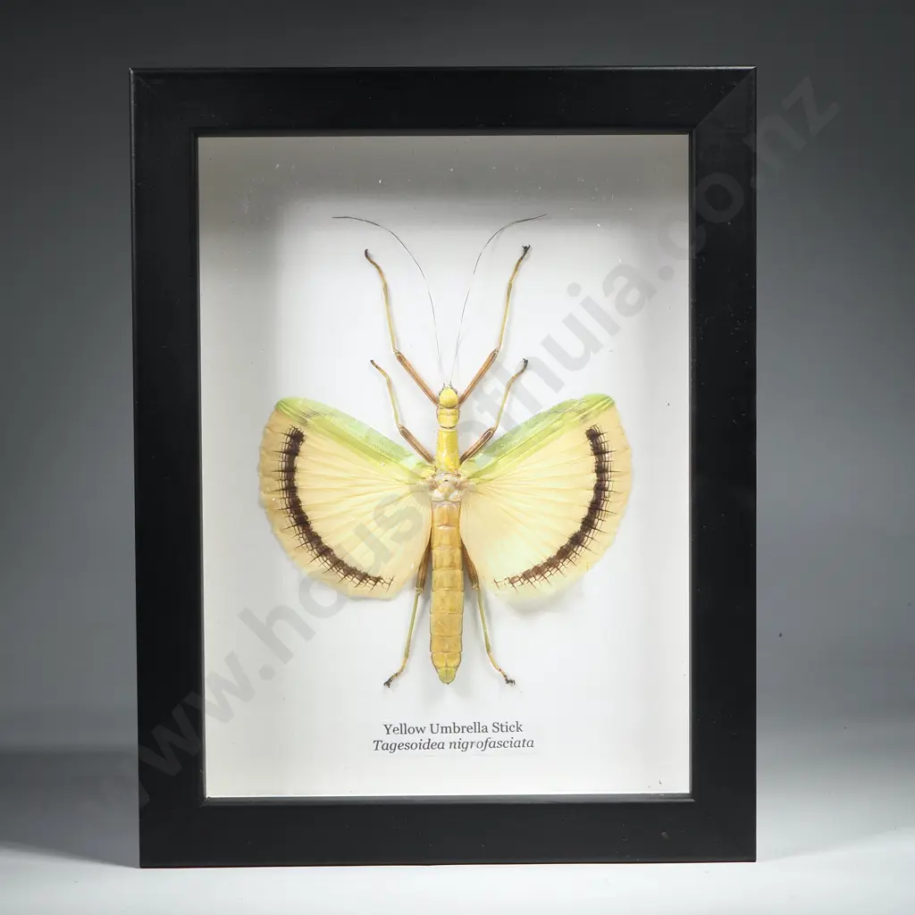 Framed Taxidermy Display Featuring a Yellow Umbrella Stick ( Tagesoidea Nigrofasciata) Image 1++