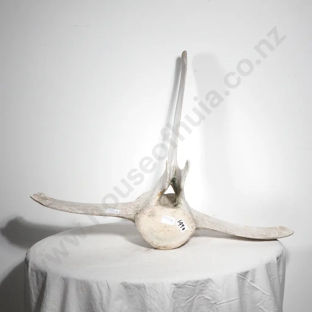 Whalebone Cetacean Vertebrae Image 1++
