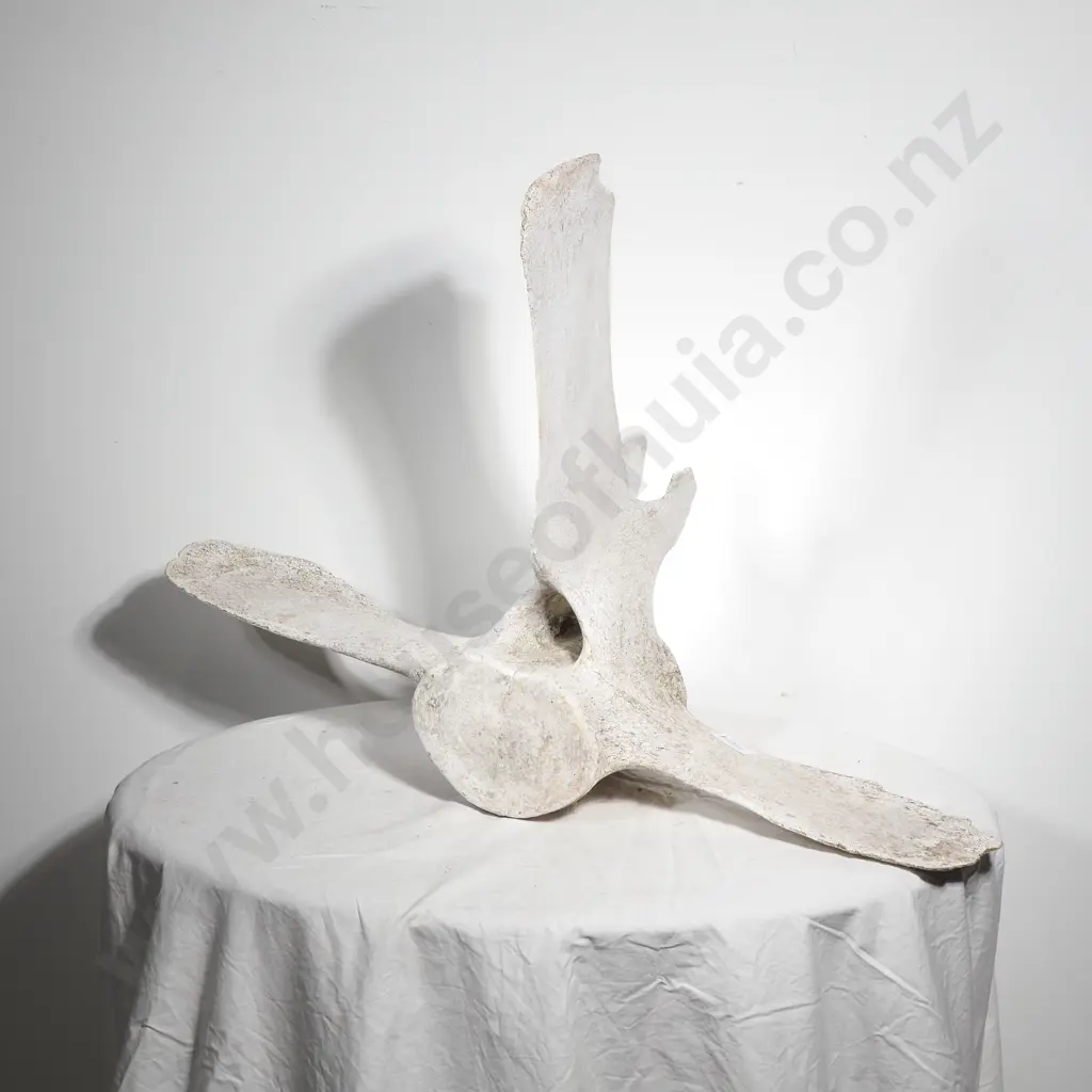 Whalebone Cetacean Vertebrae Image 1++