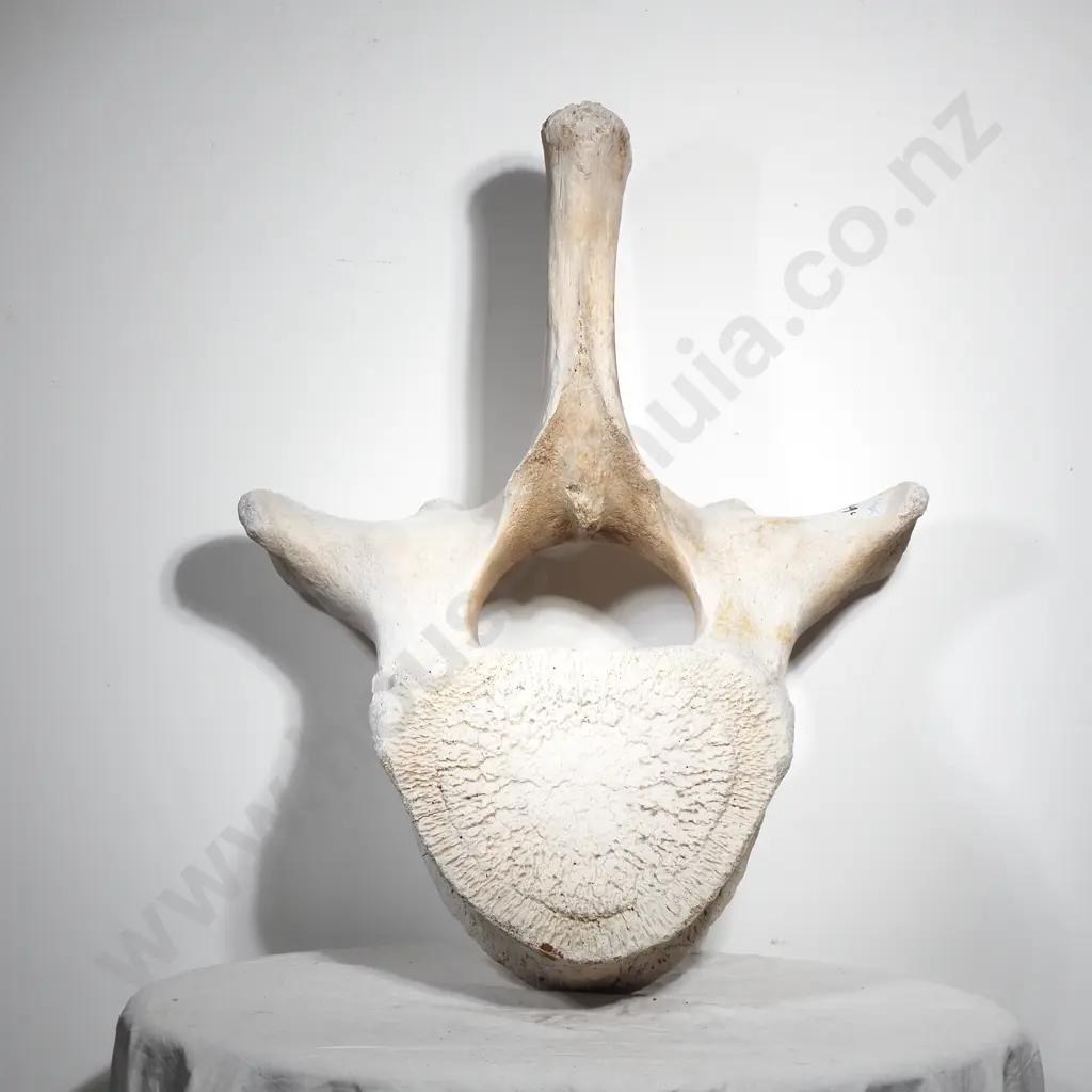 Large Whalebone Bleached Vertebrae Section w a Thick Rounded Central Disc & Neural Arch & Canal Image 1++