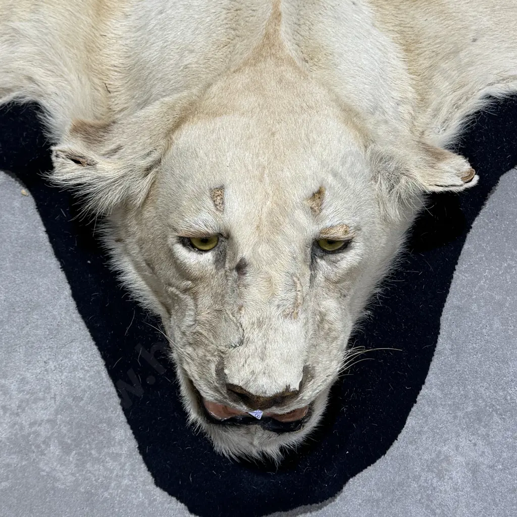 Lion Hide Floor Rug w Mounted Head and Claws Image 1++