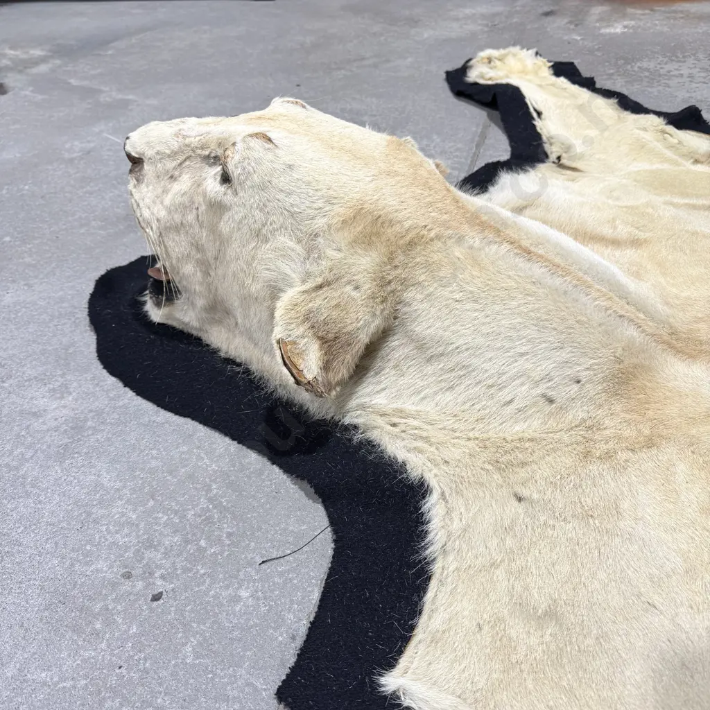 Lion Hide Floor Rug w Mounted Head and Claws Image 1++