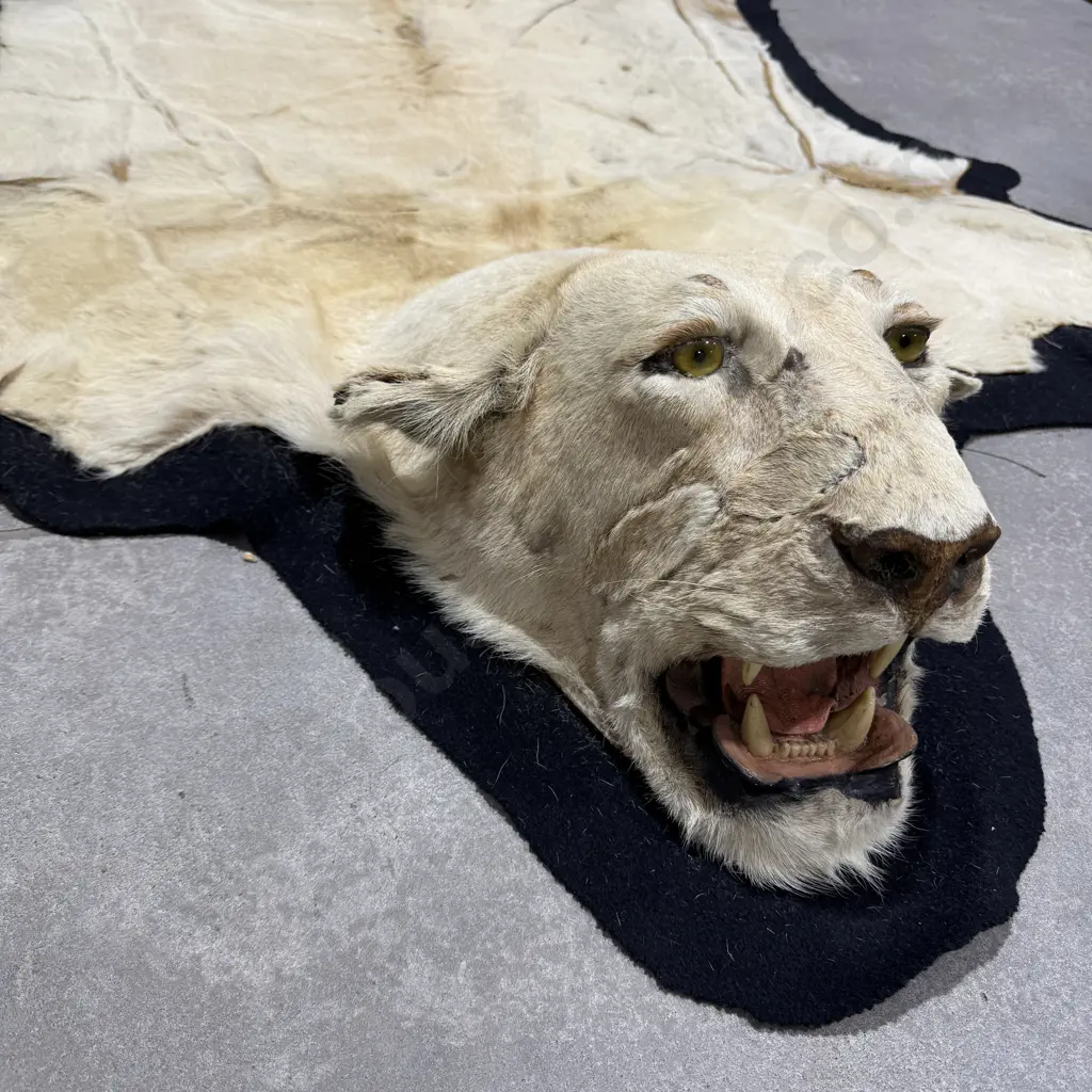 Lion Hide Floor Rug w Mounted Head and Claws Image 1++