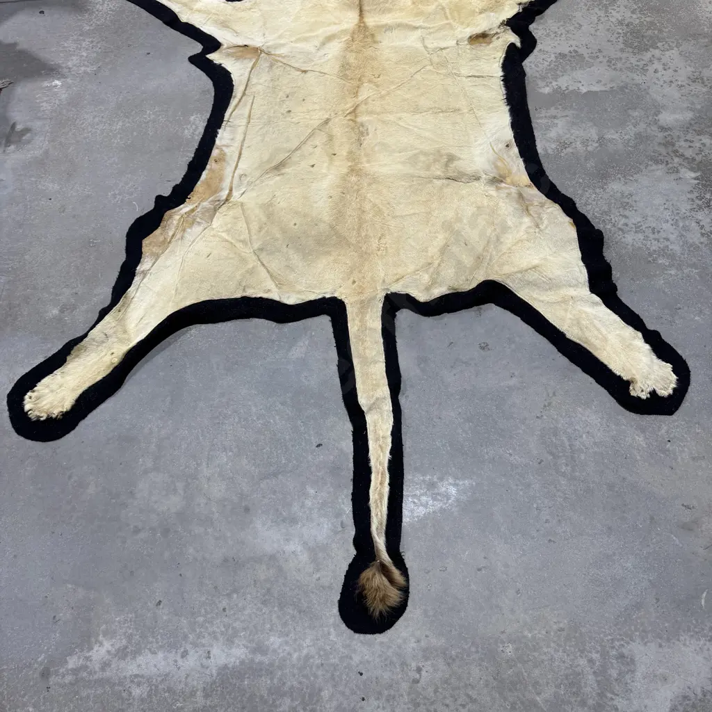 Lion Hide Floor Rug w Mounted Head and Claws Image 1++