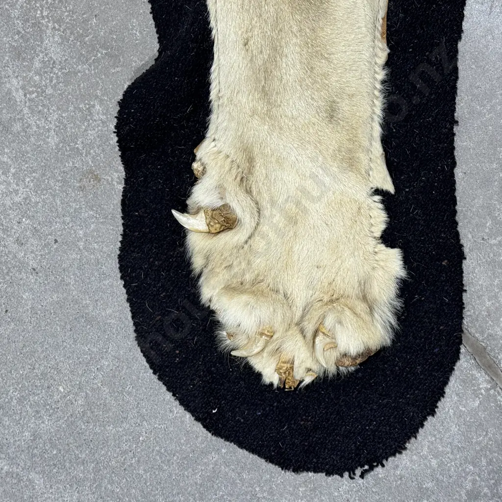 Lion Hide Floor Rug w Mounted Head and Claws Image 1++