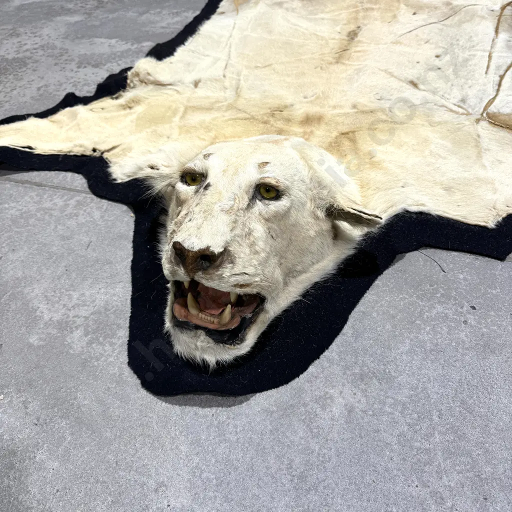 Lion Hide Floor Rug w Mounted Head and Claws Image 1++