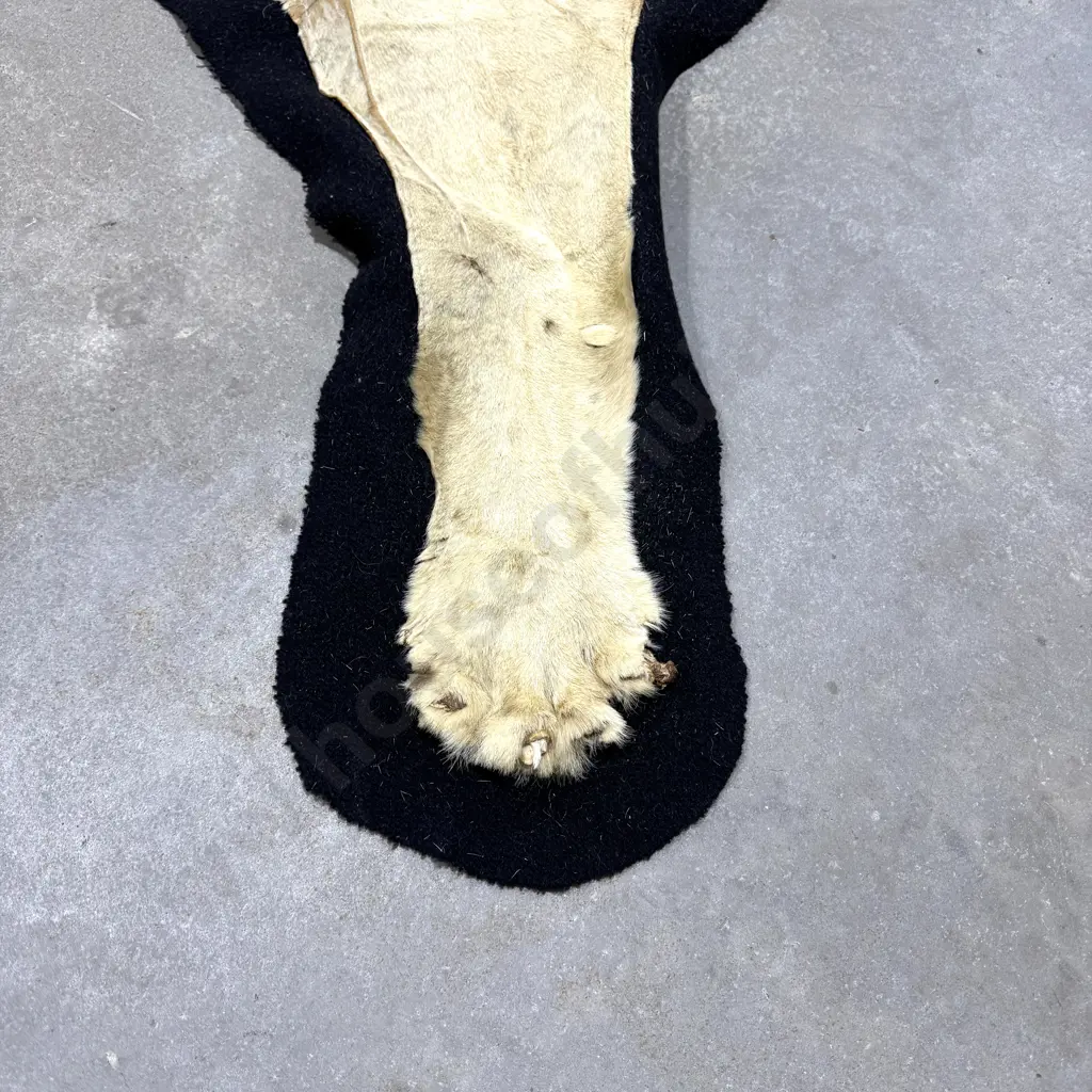 Lion Hide Floor Rug w Mounted Head and Claws Image 1++