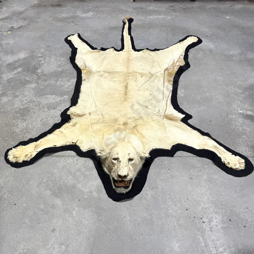 Lion Hide Floor Rug w Mounted Head and Claws Image 1++