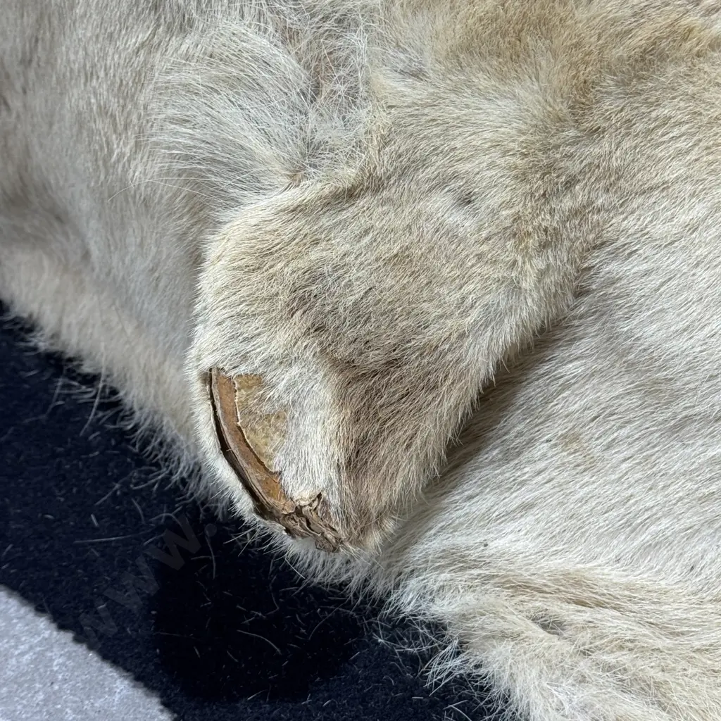 Lion Hide Floor Rug w Mounted Head and Claws Image 1++