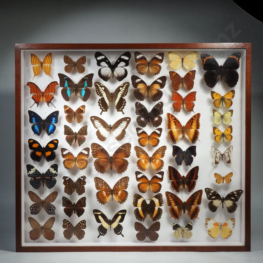 Curated Lepidoptera Mounted Saturnidae moths and Tropical Butterflies Image 1++