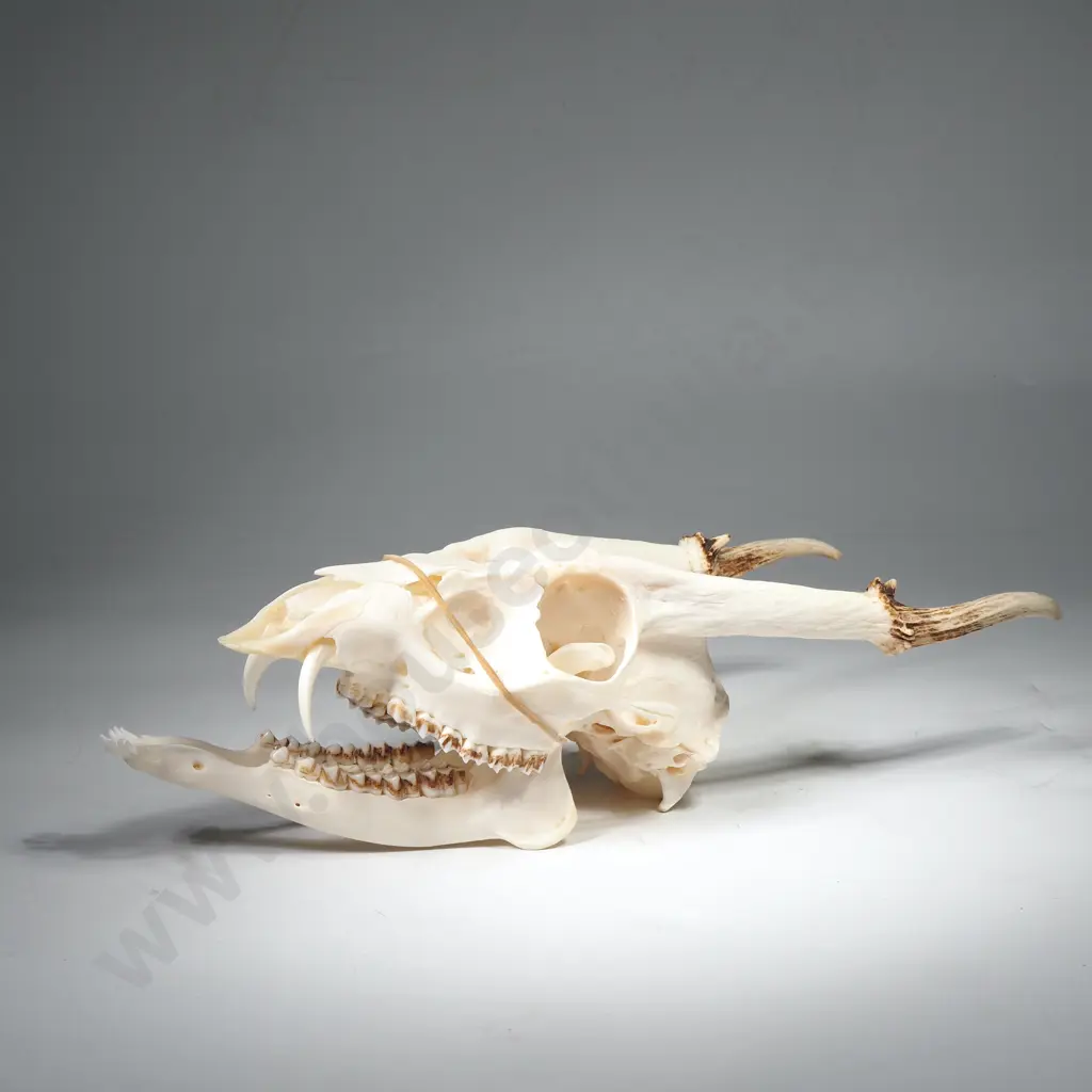 Muntjac Buck Skull w Horns Image 1++