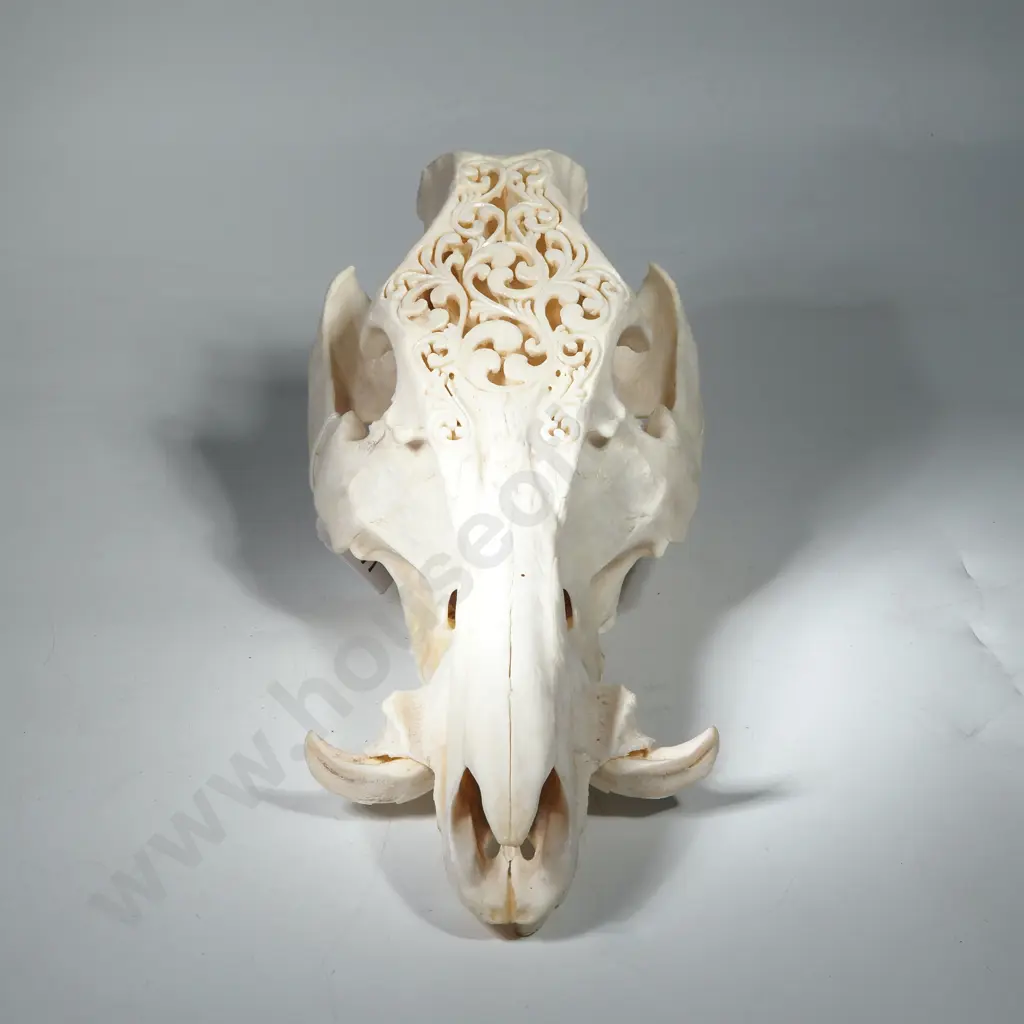 Intricately Carved Boar Skull w Horns Image 1++