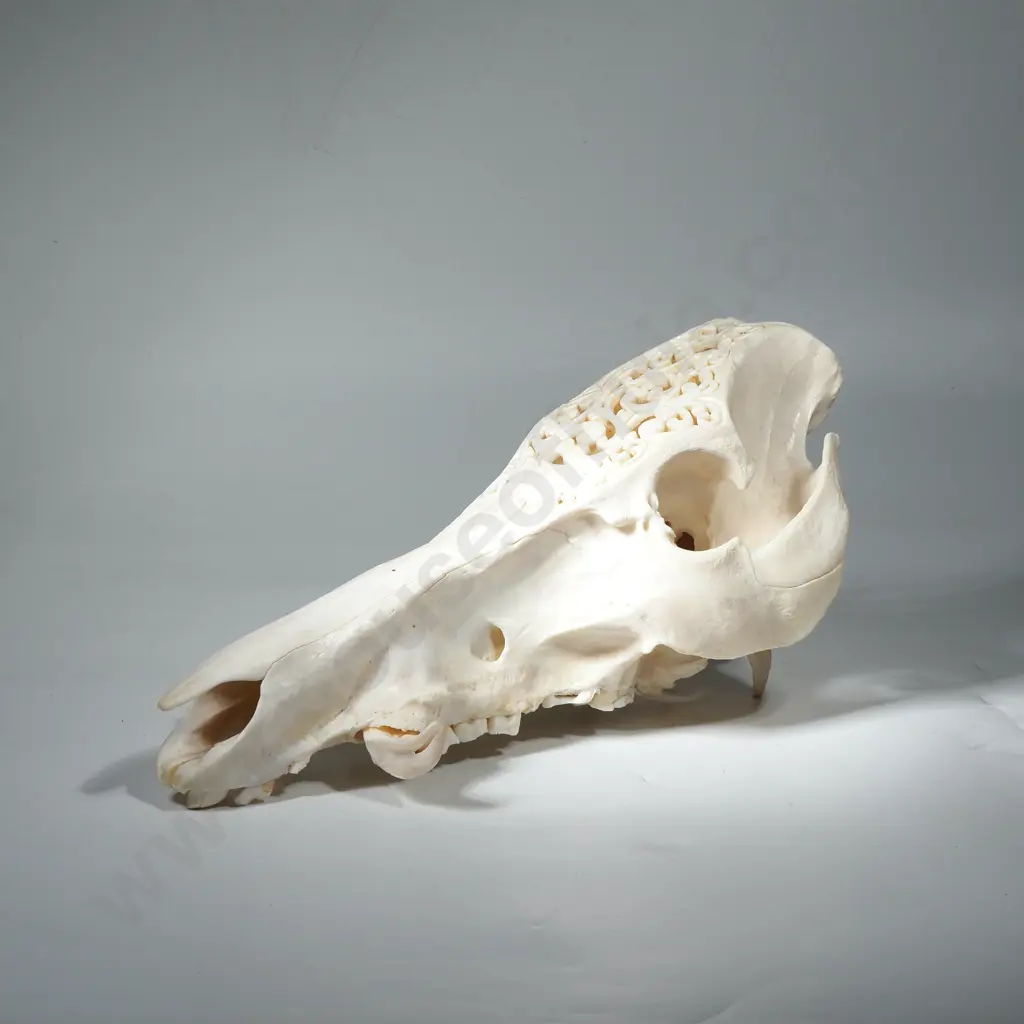 Intricately Carved Boar Skull w Horns Image 1++