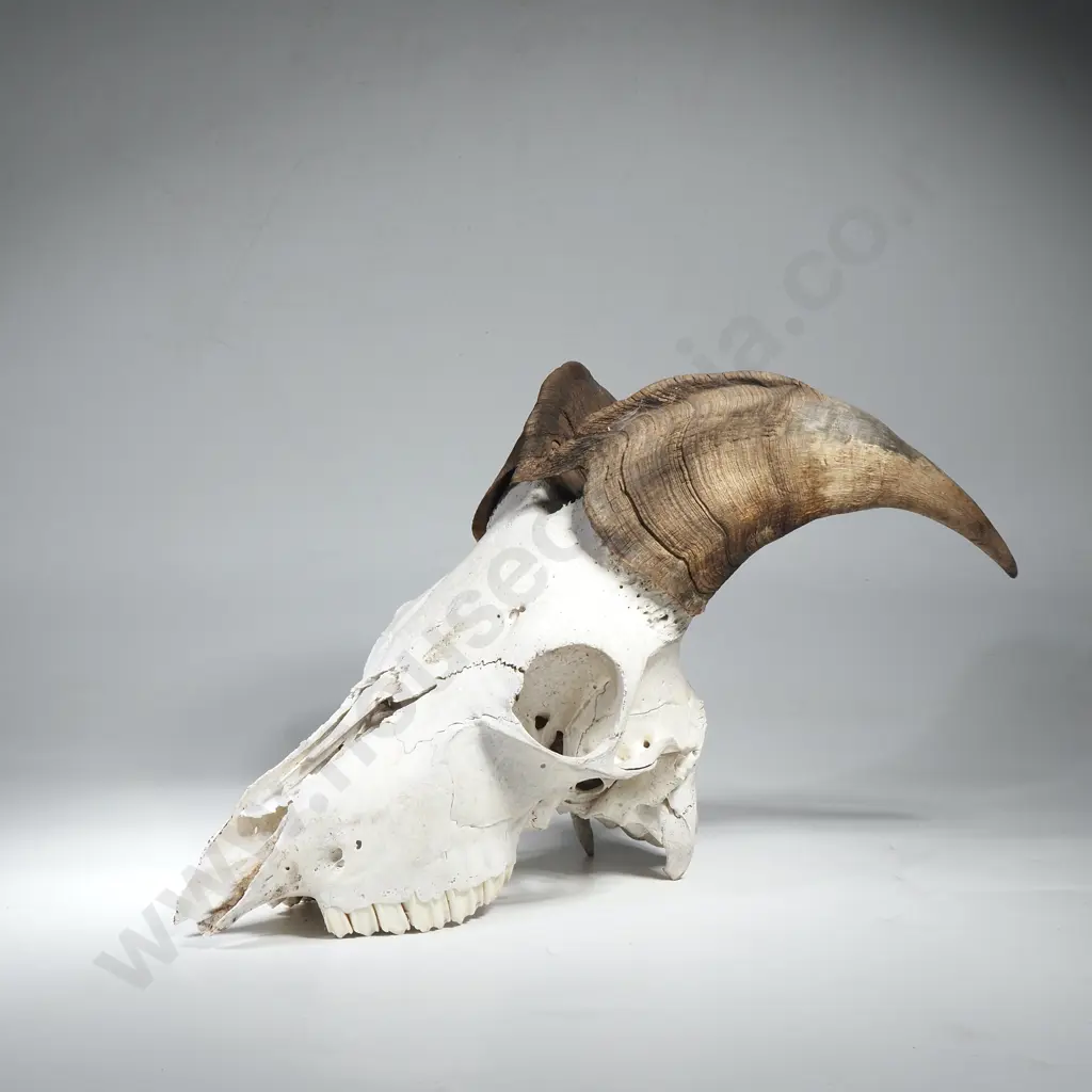 Domestic Goat Skull w Horns Image 1++