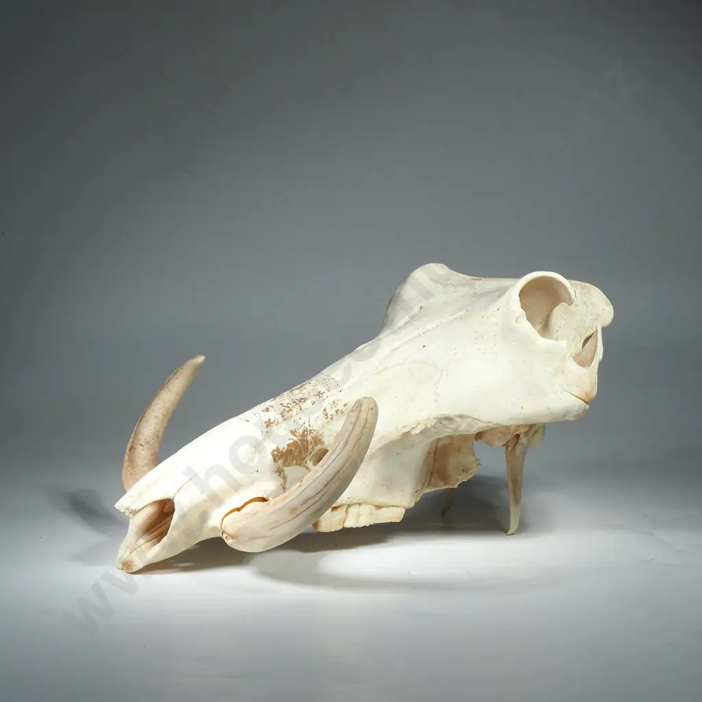 African Warthog Skull Image 1++