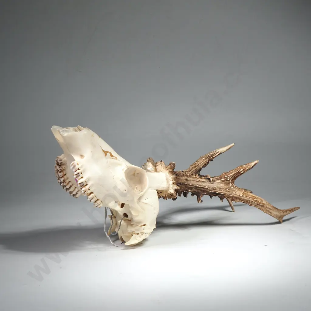 Roe Deer Buck Skull Image 1++