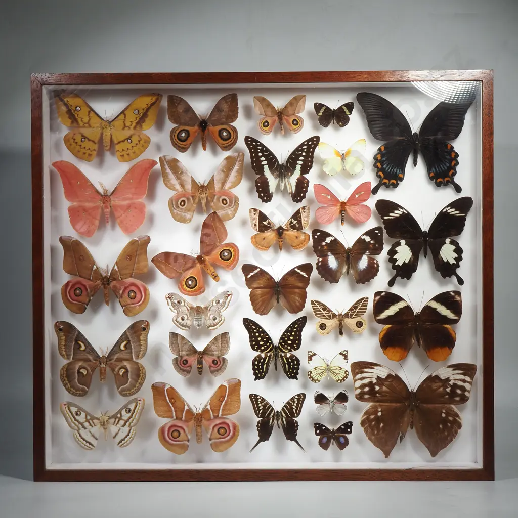 Curated Lepidoptera Mounted Saturnidae moths and Tropical Butterflies Image 1++