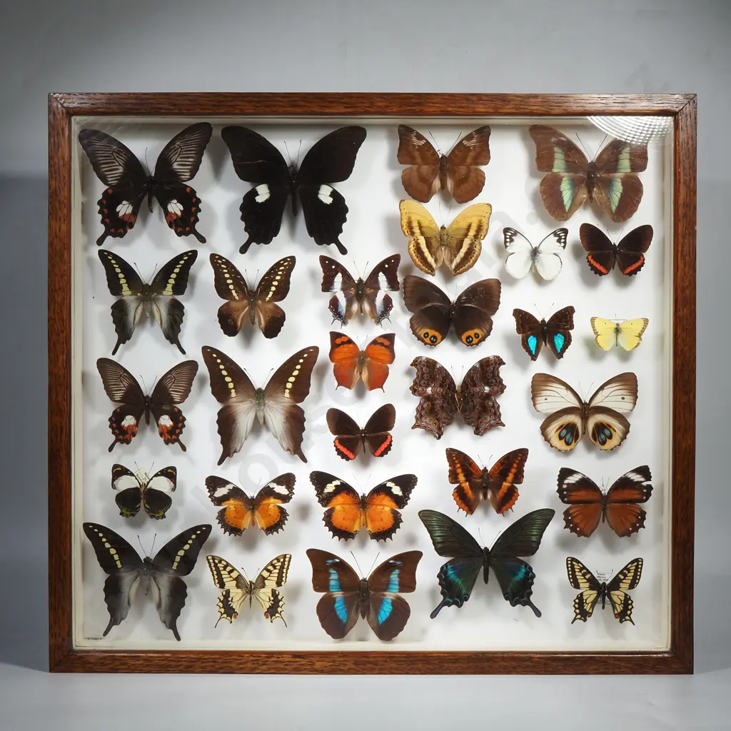 Curated Lepidoptera Mounted Tropical Butterflies Image 1++