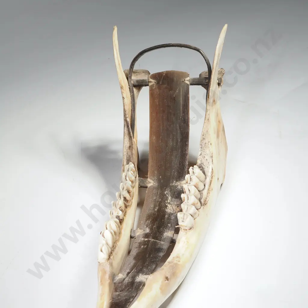 Deer Jawbone, Possibly White Tail or Roe Deer Image 1++