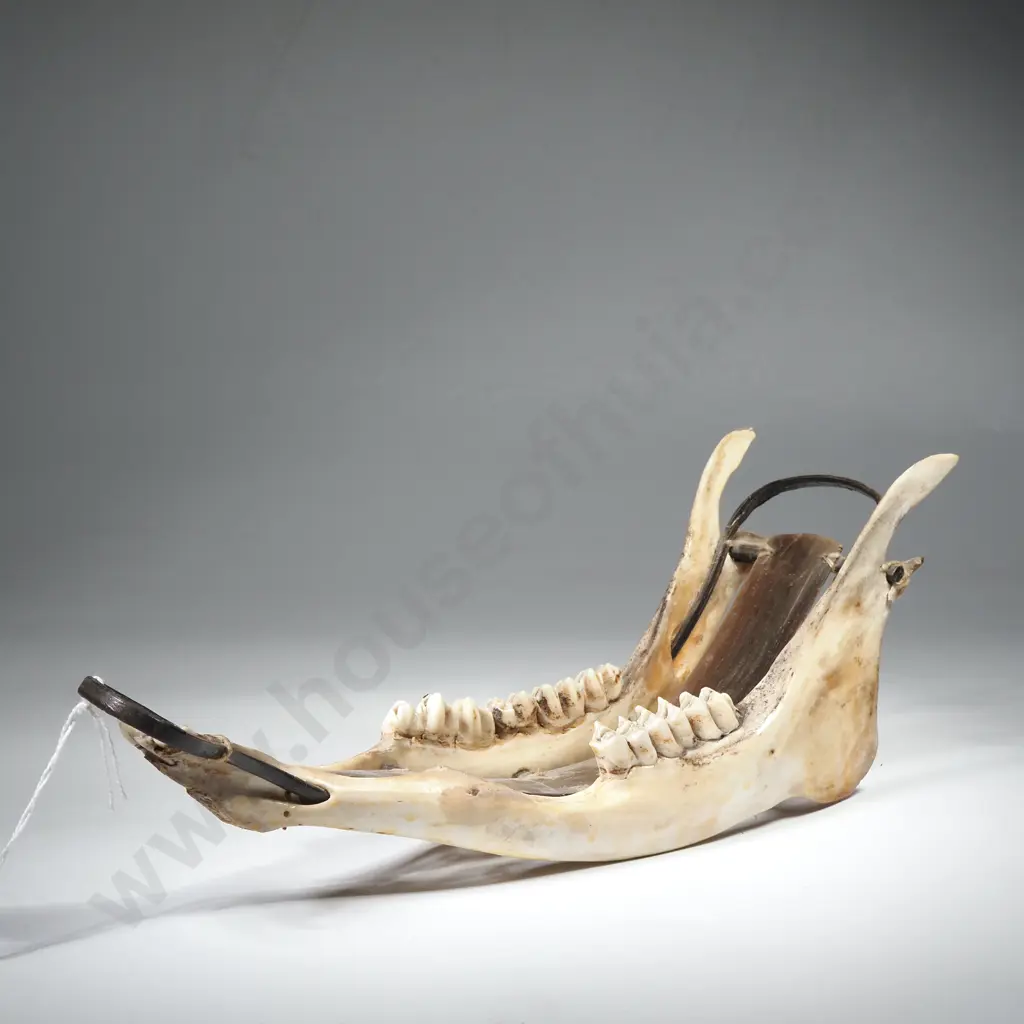 Deer Jawbone, Possibly White Tail or Roe Deer Image 1++