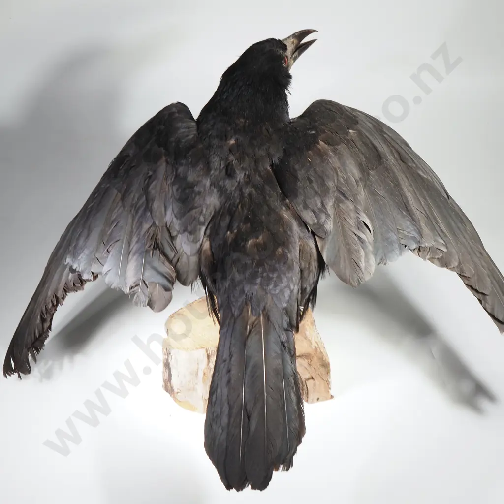Common African Pied Crow Image 1++