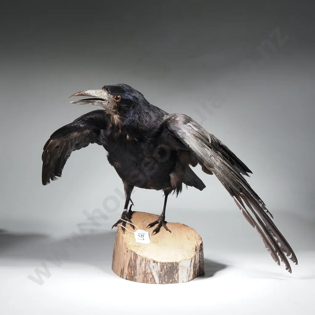 Common African Pied Crow Image 1++