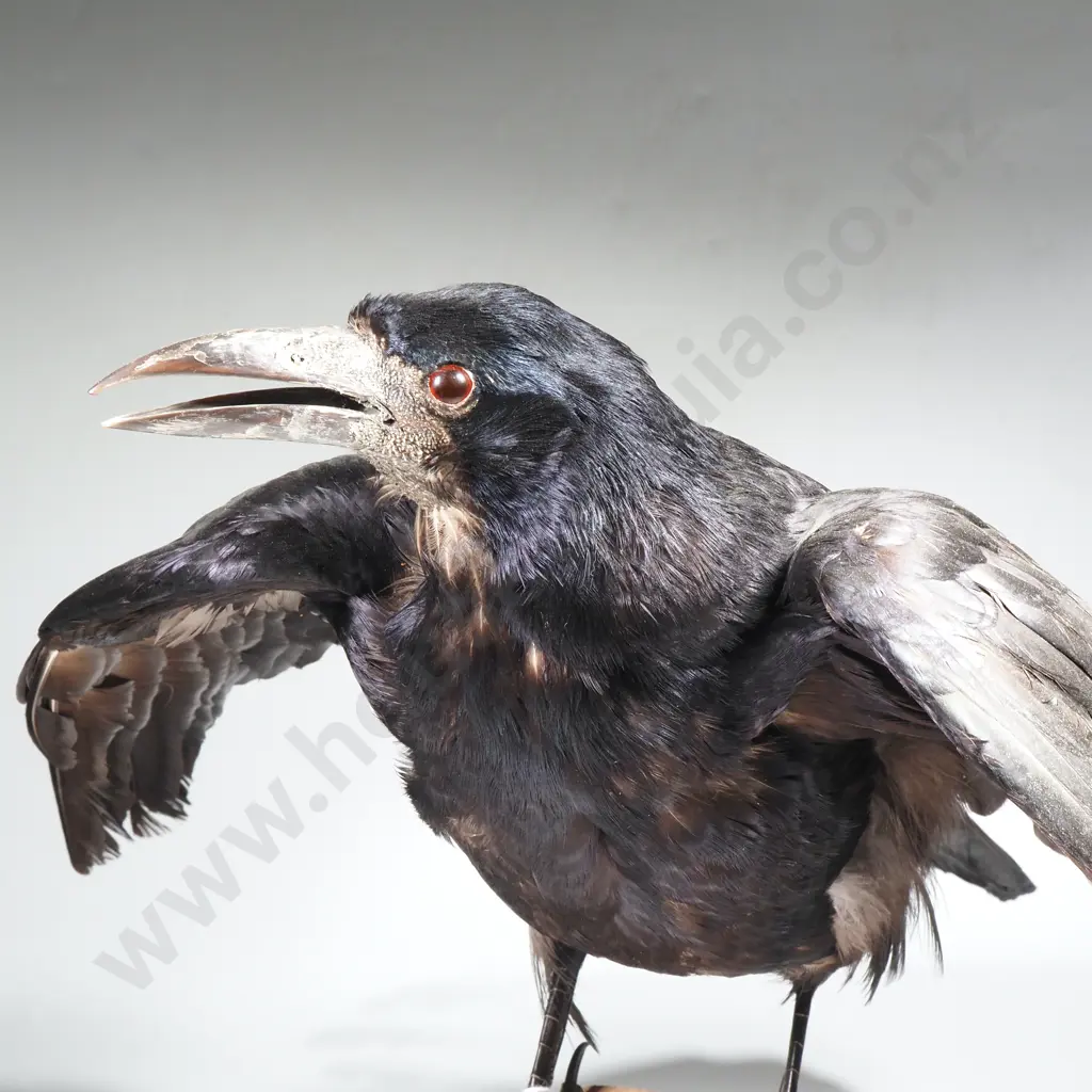 Common African Pied Crow Image 1++
