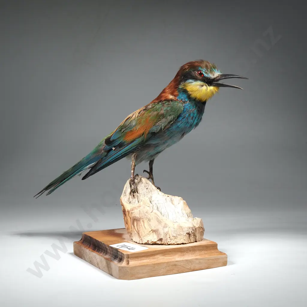 Australian Rainbow Bee Eater Image 1++