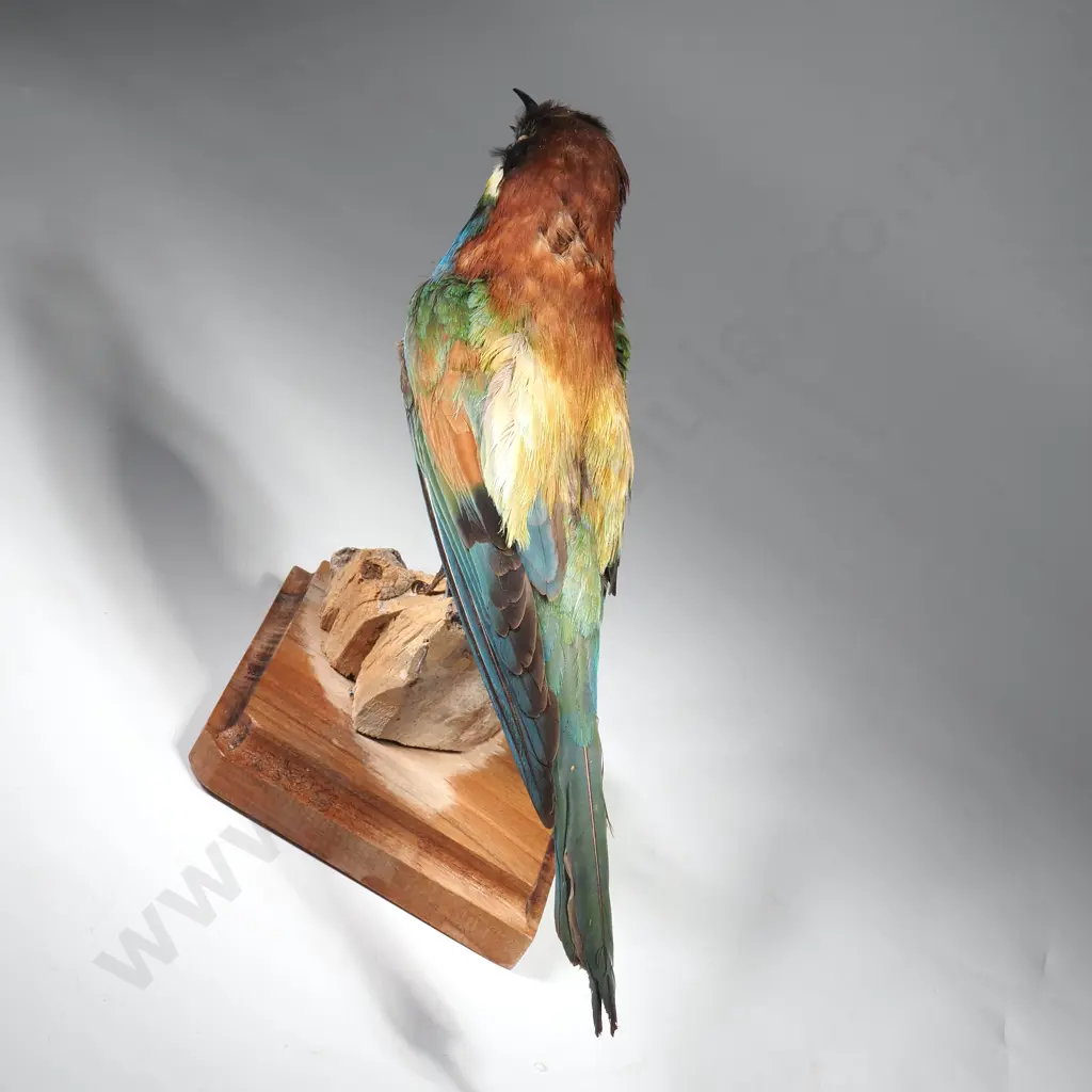 Australian Rainbow Bee Eater Image 1++