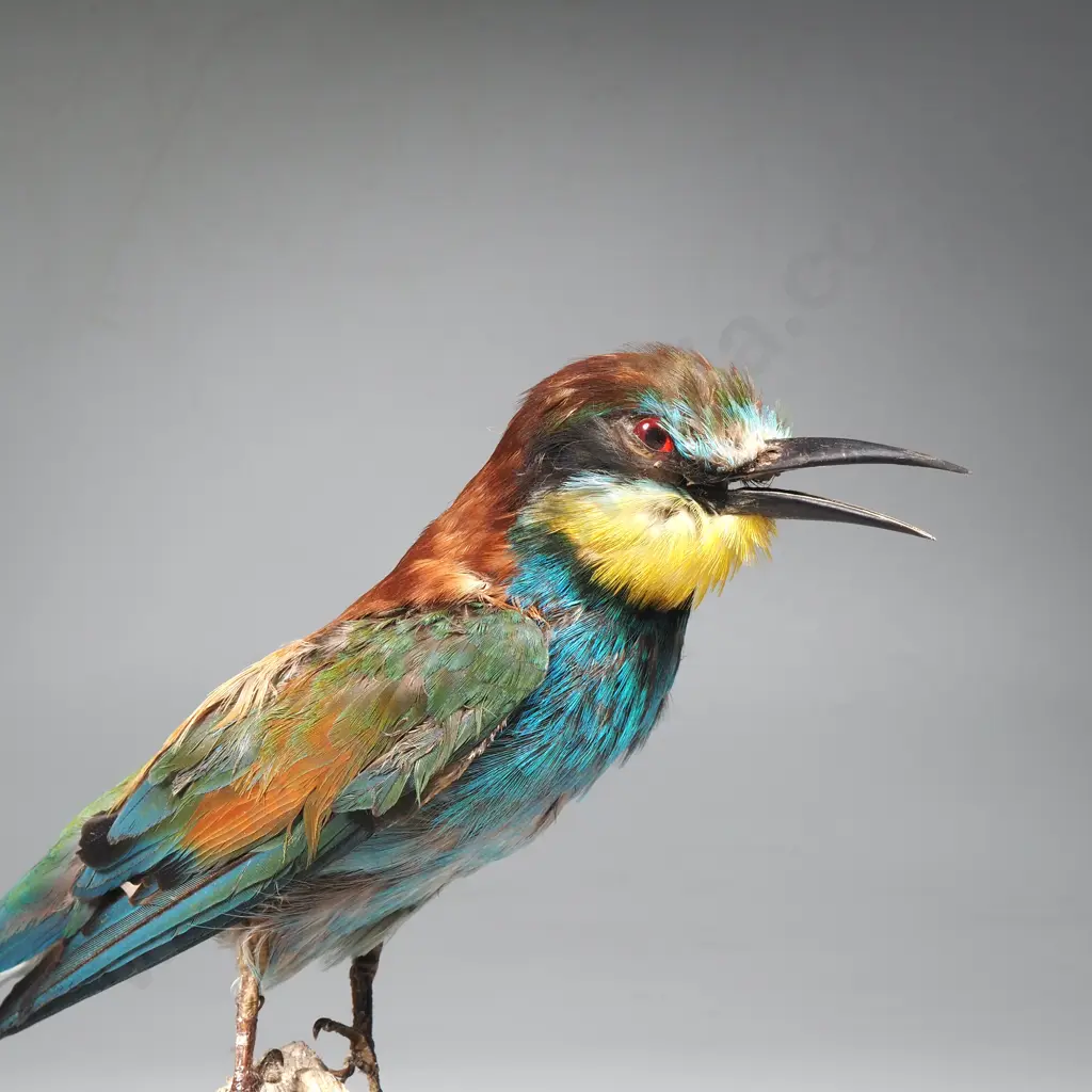 Australian Rainbow Bee Eater Image 1++