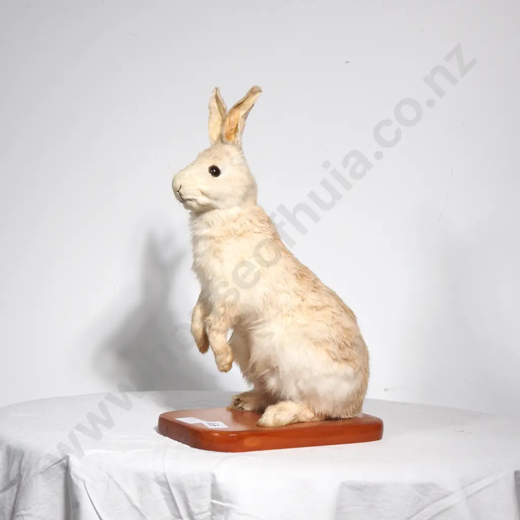 Standing Mount of a Rabbit Image 1++