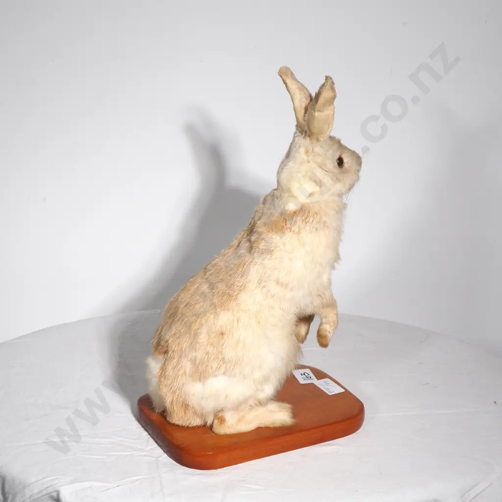 Standing Mount of a Rabbit Image 1++