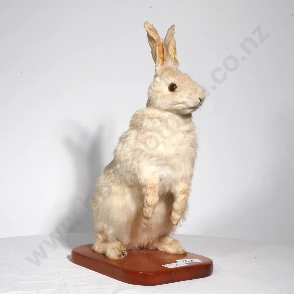Standing Mount of a Rabbit Image 1++
