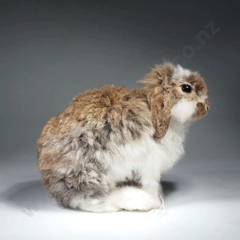 Domestic European White and Brown Rabbit Image 1++
