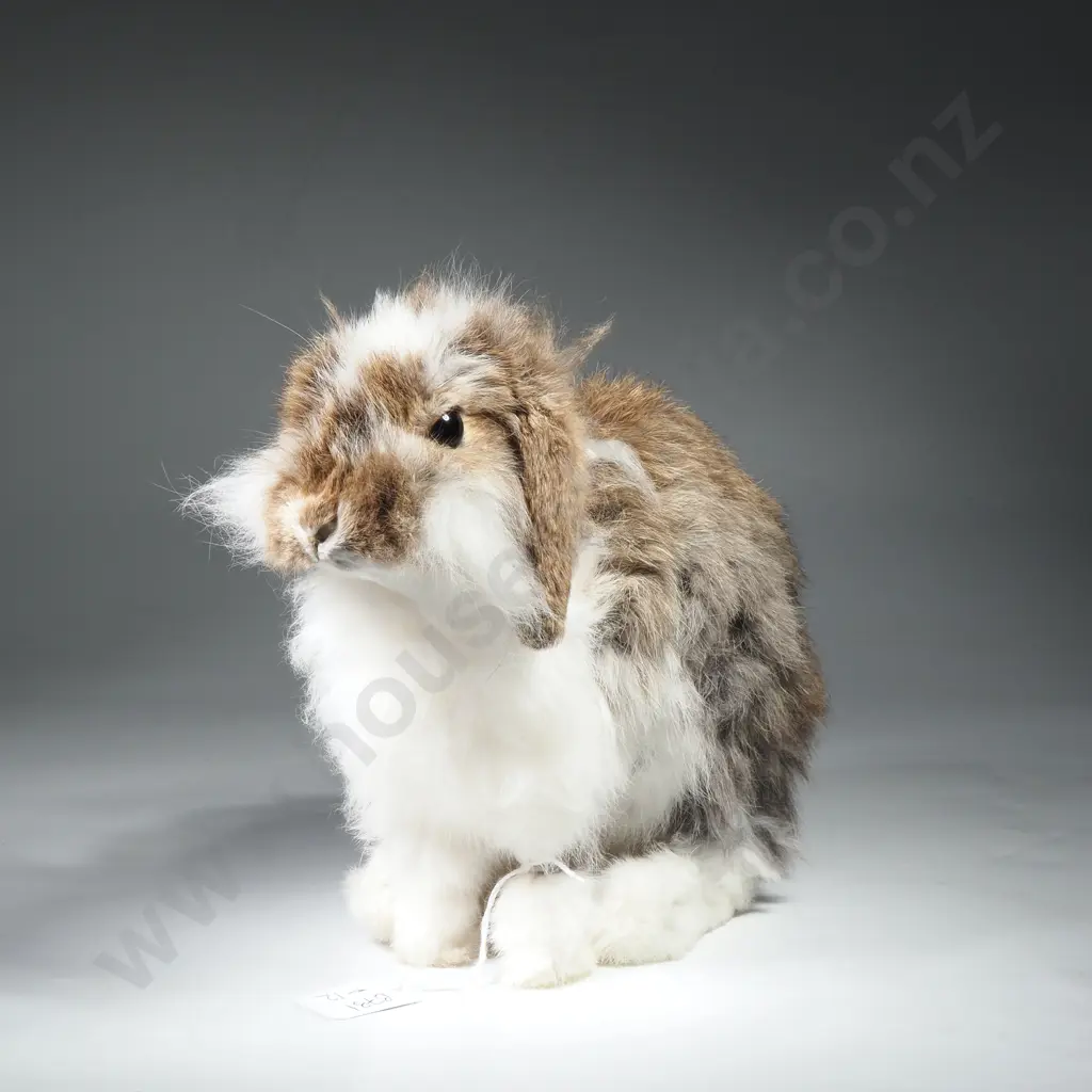 Domestic European White and Brown Rabbit Image 1++