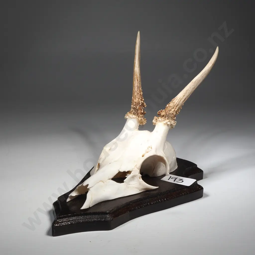 Mounted Roe Deer Skull Image 1++