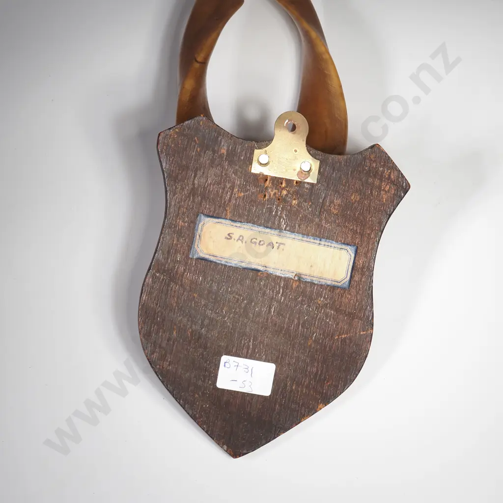 S.A. Goat Horns Mounted to a Wooden Plaque Image 1++