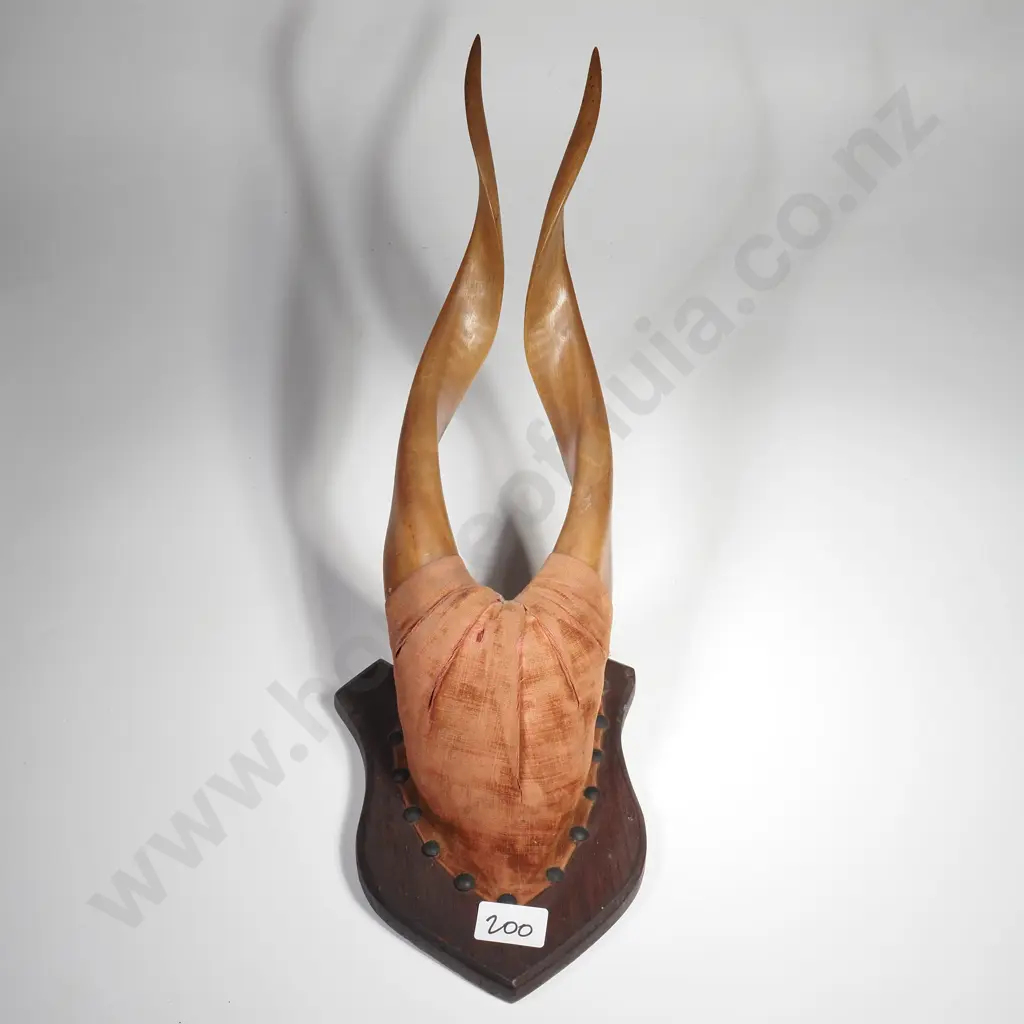 S.A. Goat Horns Mounted to a Wooden Plaque Image 1++