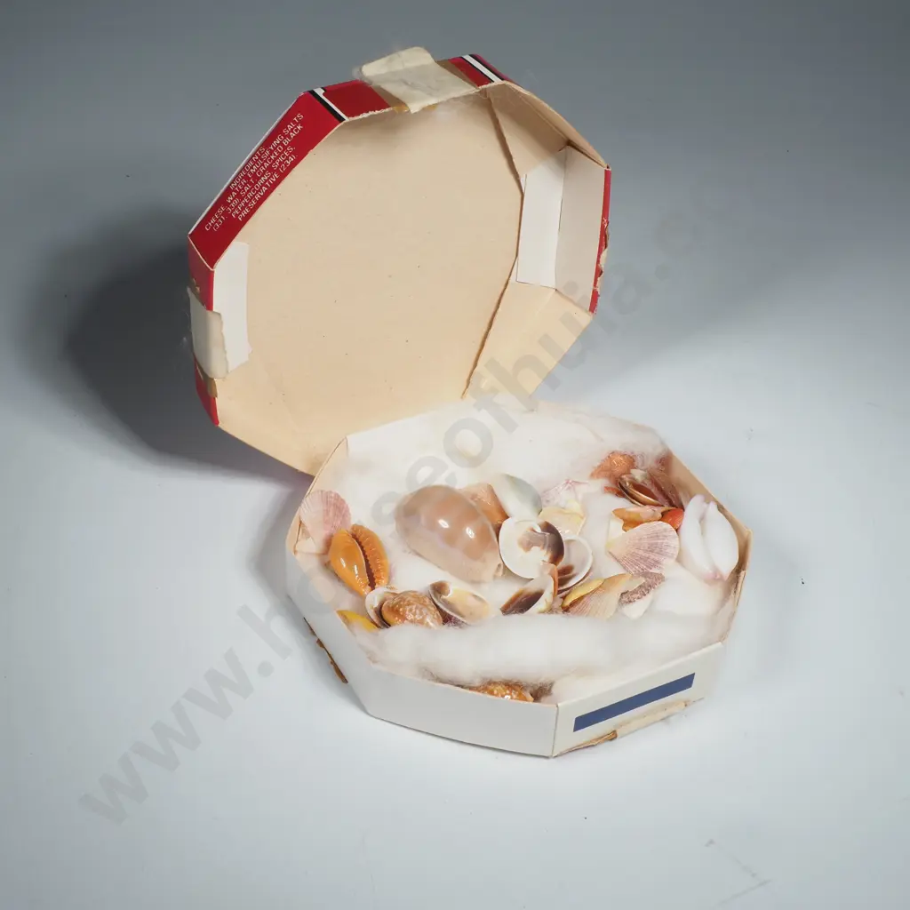 Assorted Small Cowrie Shell w Others Image 1++