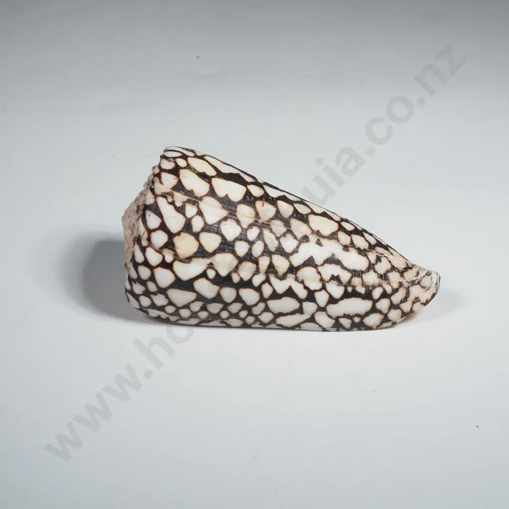 Marbled Cone Shell Image 1++