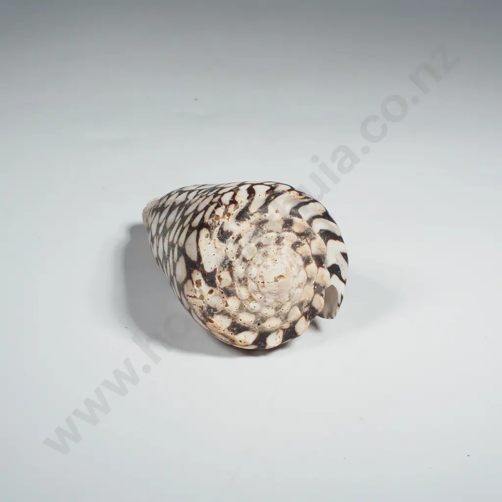 Marbled Cone Shell Image 1++