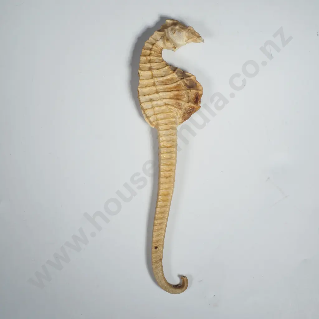 Sea Horse Skeleton A/F Image 1++