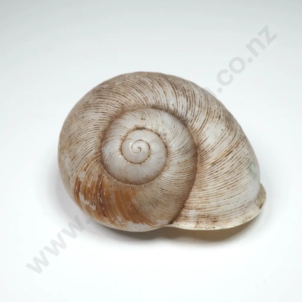 Collection of Various Sea & Land Snail Shells Image 1++