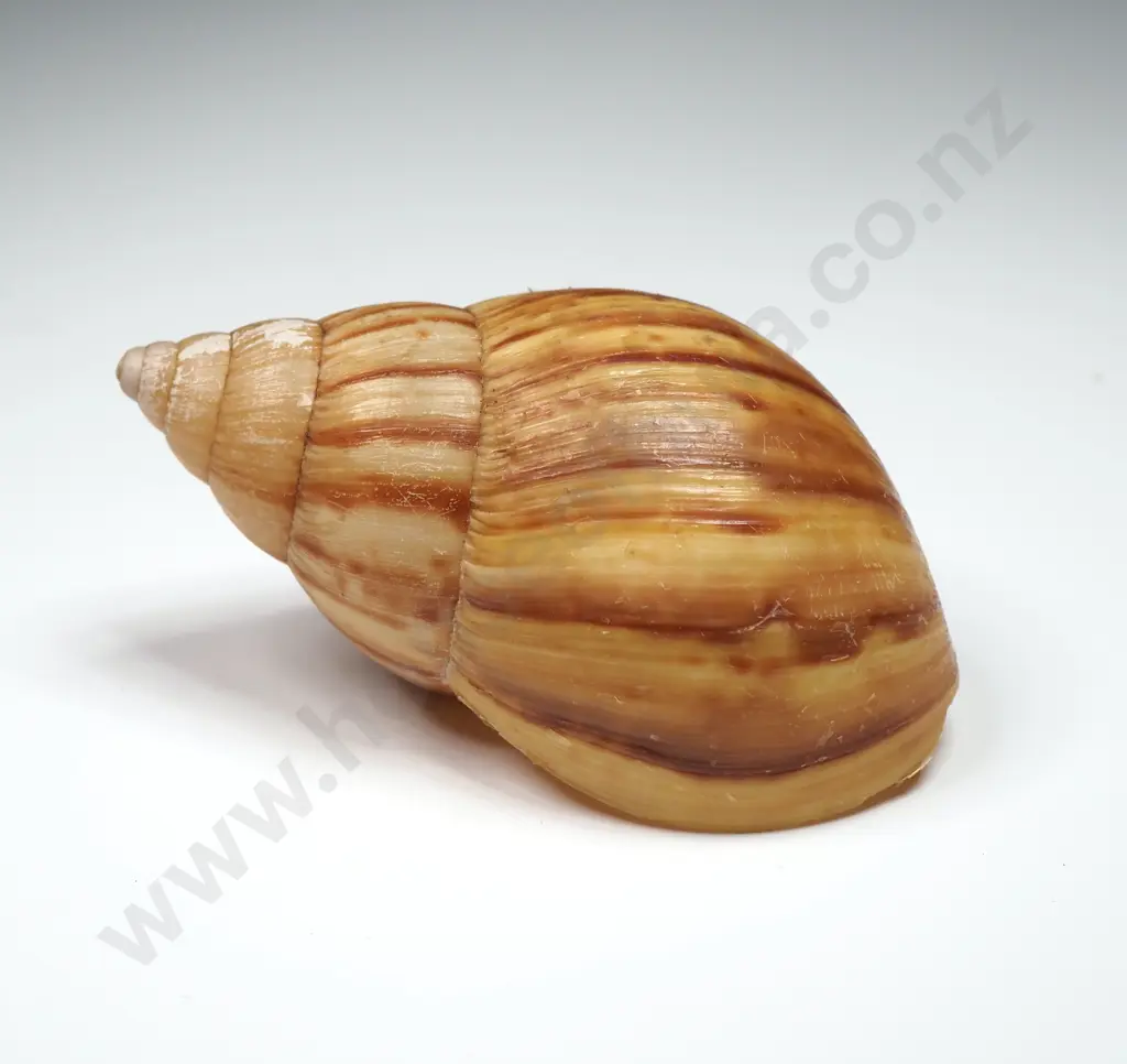 Collection of Various Sea & Land Snail Shells Image 1++