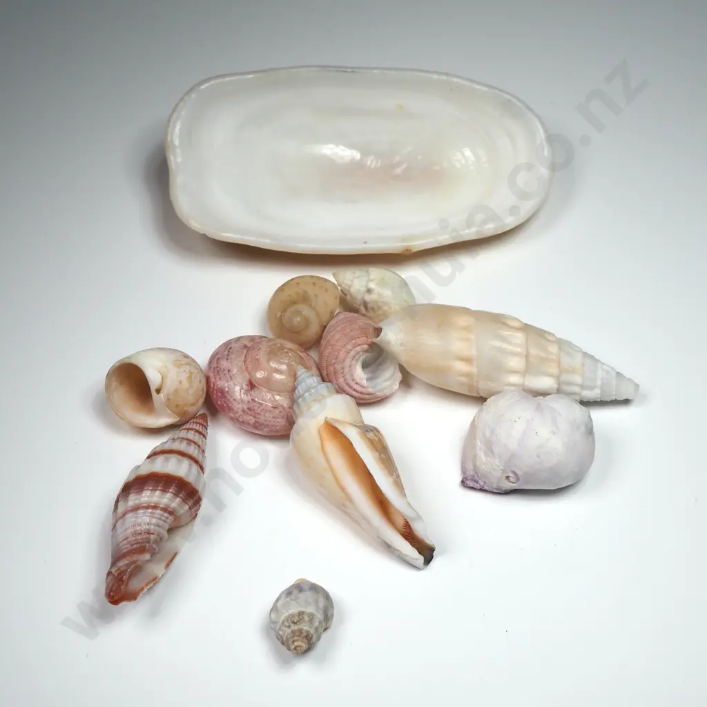 Collection of Various Sea & Land Snail Shells Image 1++