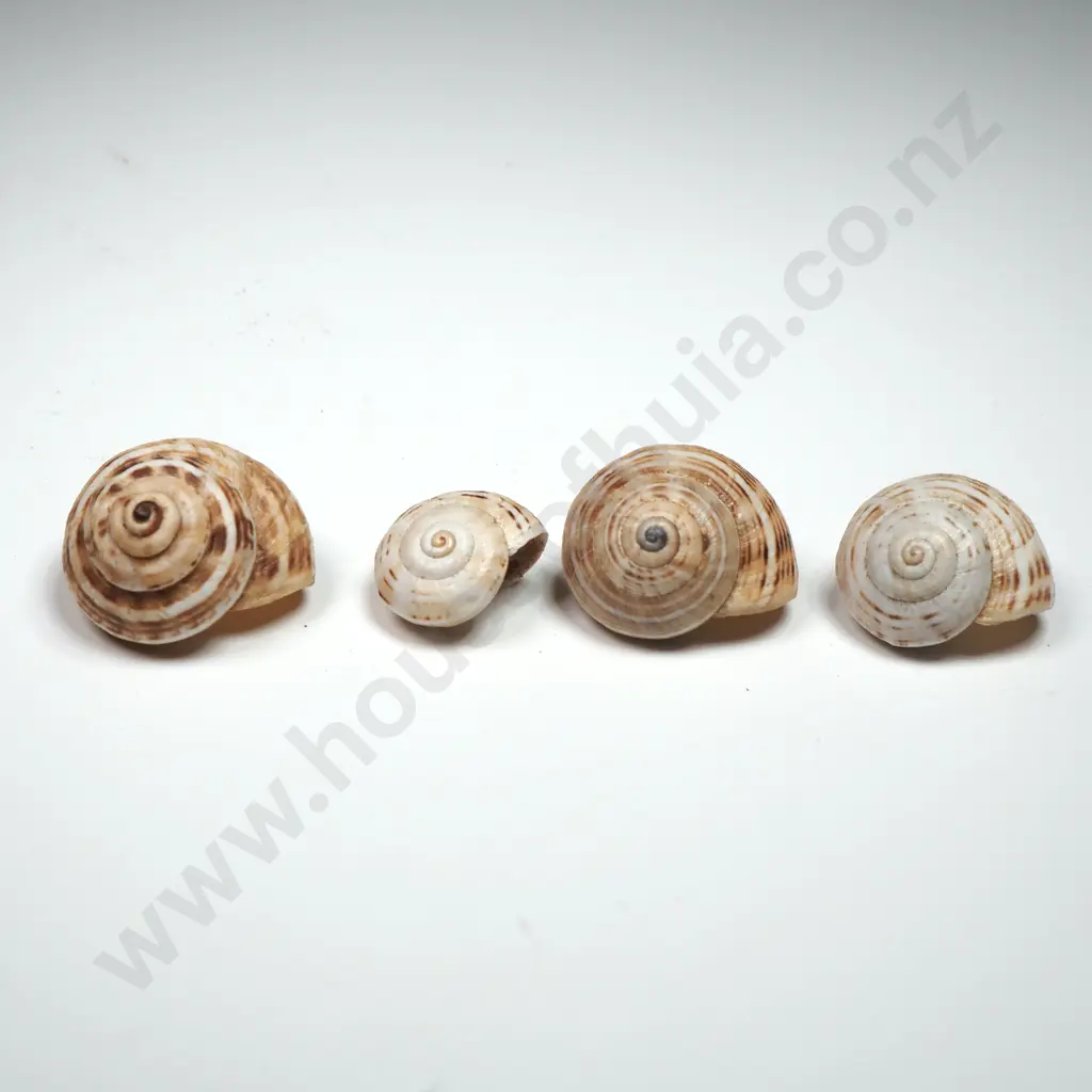 Collection of Various Sea & Land Snail Shells Image 1++
