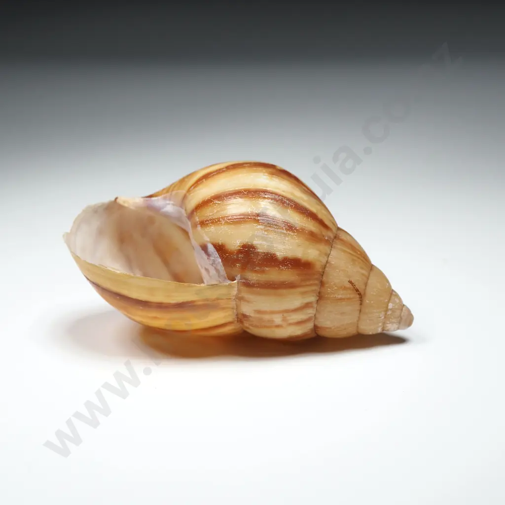 Collection of Various Sea & Land Snail Shells Image 1++