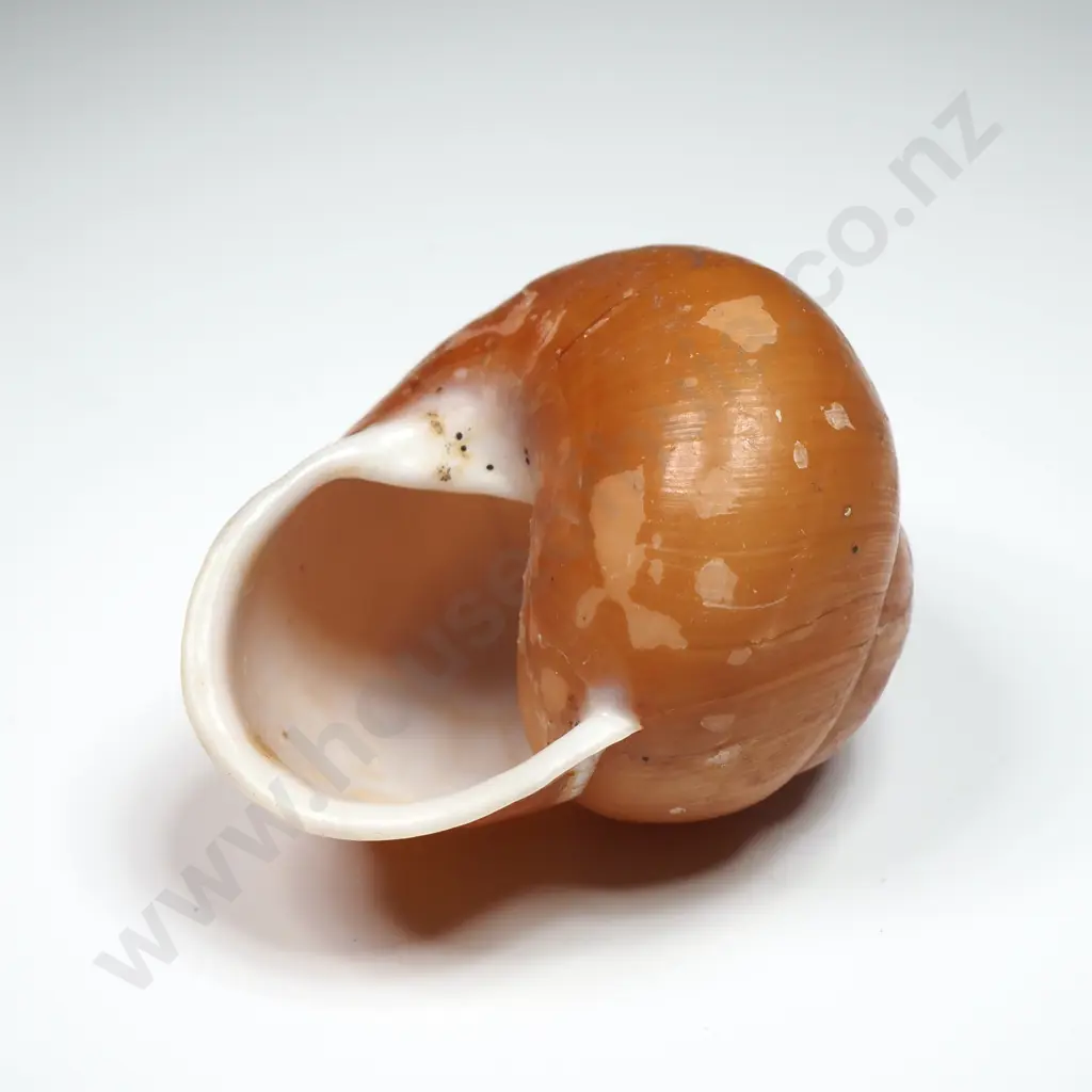 Collection of Eight Snail Shells Image 1++