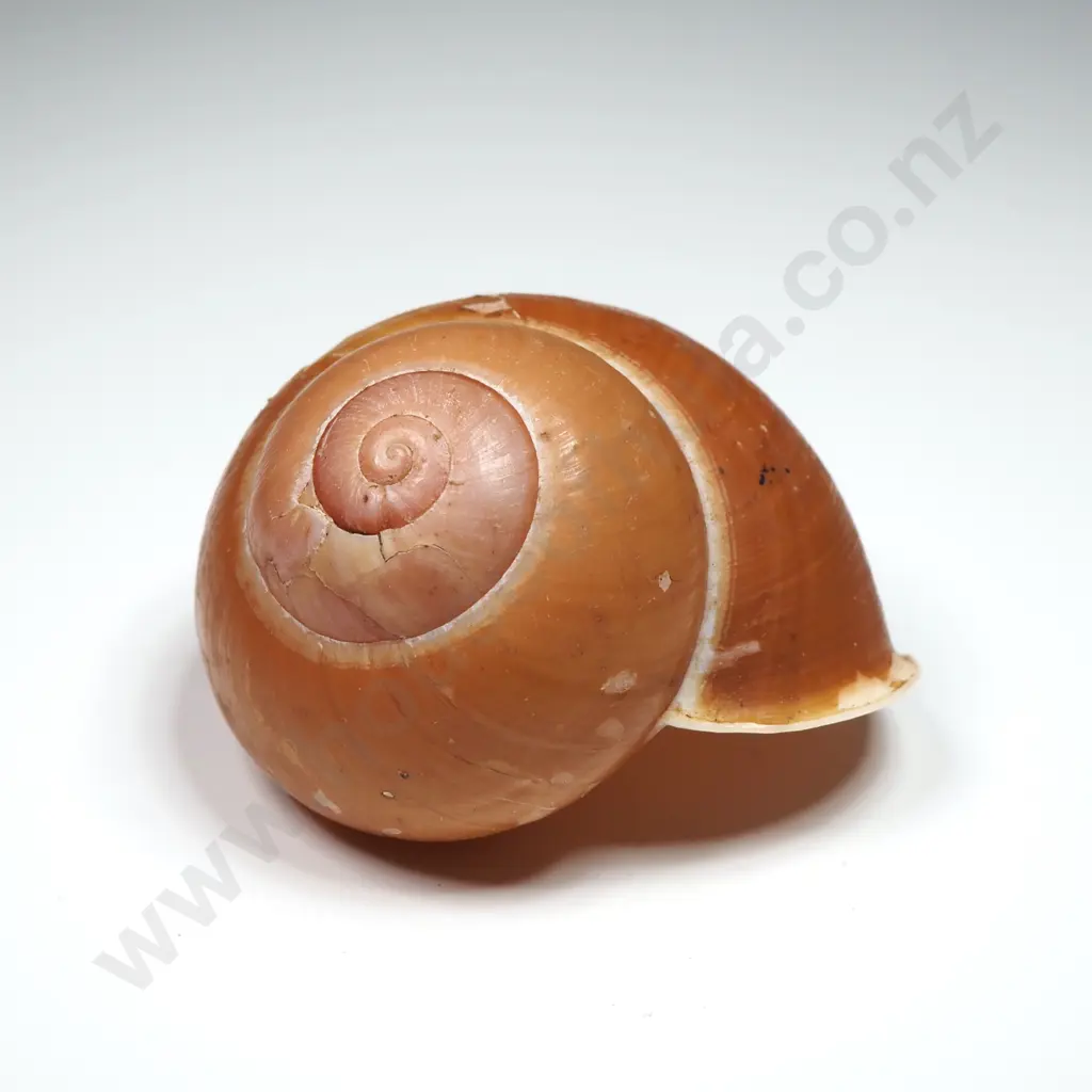 Collection of Eight Snail Shells Image 1++