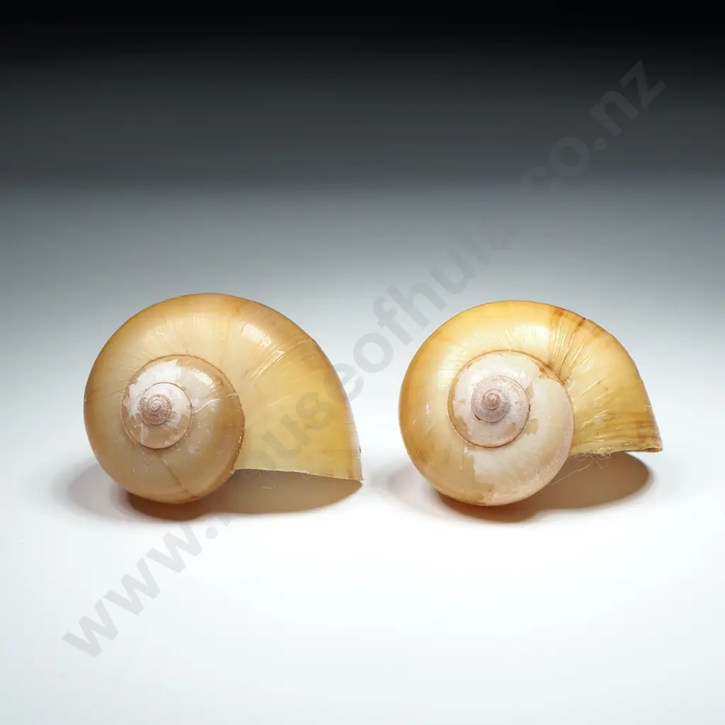 Collection of Eight Snail Shells Image 1++